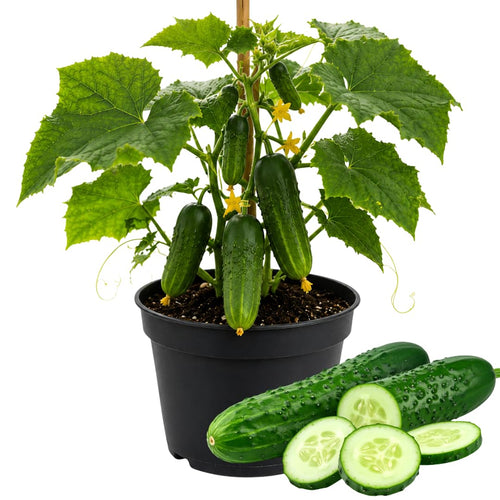 Live Cucumber Vegetable Plant, Green Cucumber Plant Live, 6-8 Inches Tall in 4 Inch Pot, Well-Rooted Vegetable Starter for Outdoor Growing