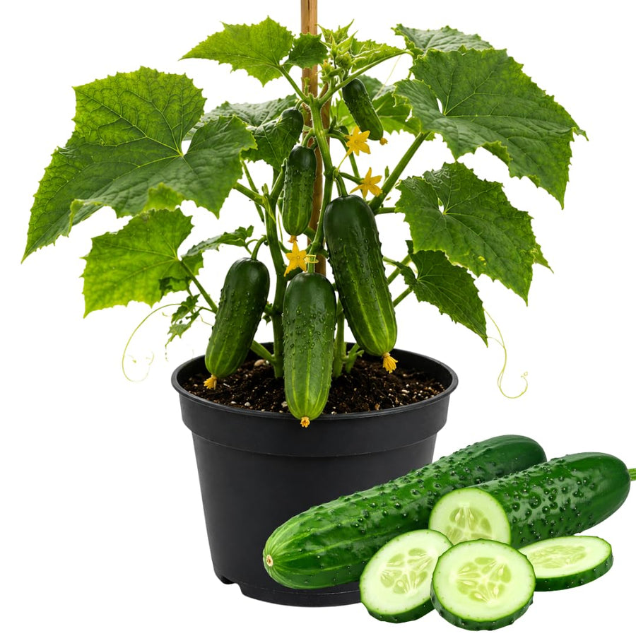 Live Cucumber Vegetable Plant, Green Cucumber Plant Live, 6-8 Inches Tall in 4 Inch Pot, Well-Rooted Vegetable Starter for Outdoor Growing