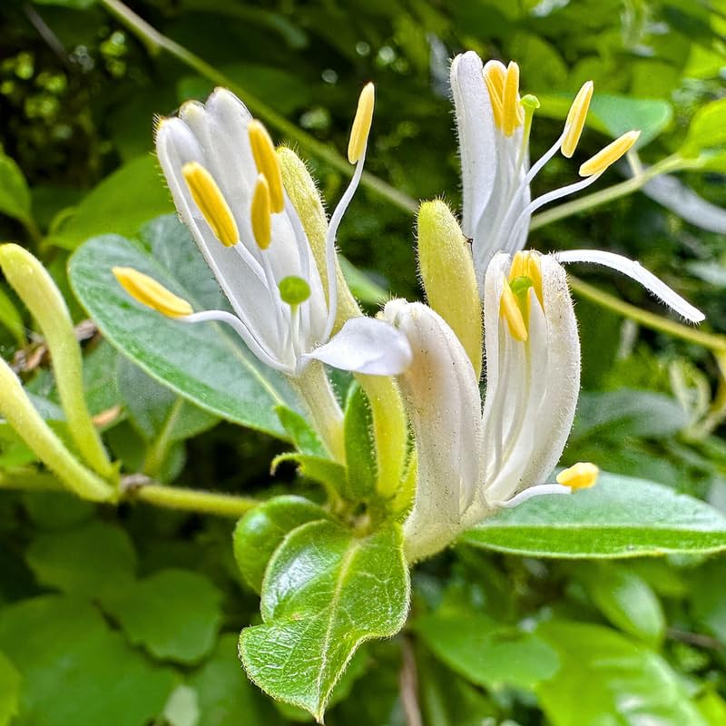 Honeysuckle Vine Live Plant, 6-7" Tall Starter, Climbing Honeysuckle Flowering Vine for Outdoor Garden, Trellis, Fence, or Landscape