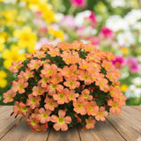 Oxalis Plant in 4'' Pot, 4-8'' Tall, Shamrock Flowers Plants, Perennial Flower Plants for Indoor and Outdoor Garden