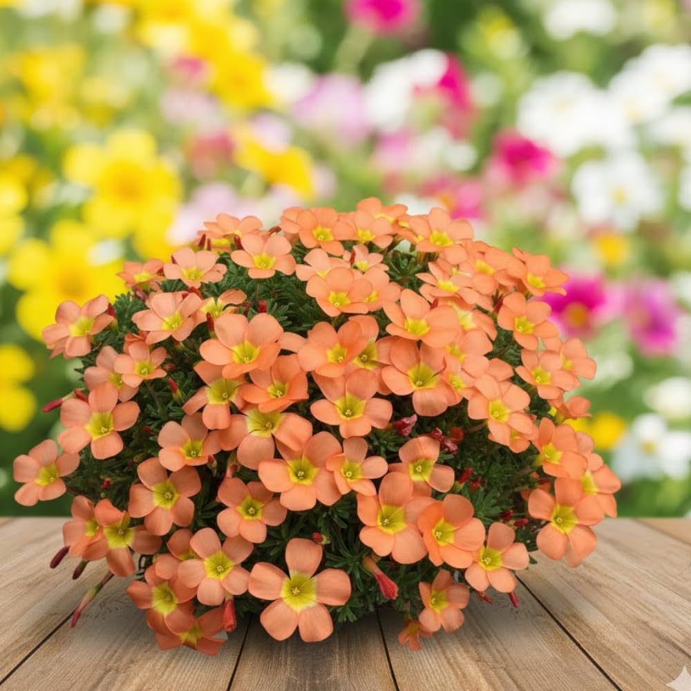 Oxalis Plant in 4'' Pot, 4-8'' Tall, Shamrock Flowers Plants, Perennial Flower Plants for Indoor and Outdoor Garden