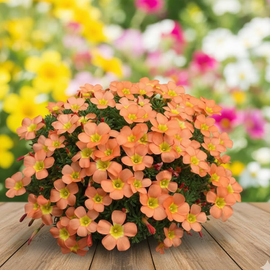 Oxalis Plant in 4'' Pot, 4-8'' Tall, Shamrock Flowers Plants, Perennial Flower Plants for Indoor and Outdoor Garden