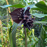 Pack 2 Black Tacca Chantrieri Plants Live, Black Orchid Bat Flower 3-6 Inches, Indoor Houseplant, Outdoor Planting