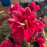 African Violets Live Plants, African Violet Plant Live in 4 Inches Pot, Violets Flowers Houseplant, 4-7 Inches Tall for Home Office Decor (Burgundy Red)
