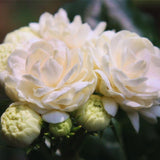 2 Jasmine Plants Live, Jasmine Flower Plant, 5 Inc Long, Annual Blooming Climbing Vine (Grand Duke)
