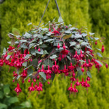 Red Fuchsia Plant Live in 5-Inch Pot, Hanging Basket Flower, Hardy Fuchsia Vine for Shade Gardens, USDA Zones 8-11