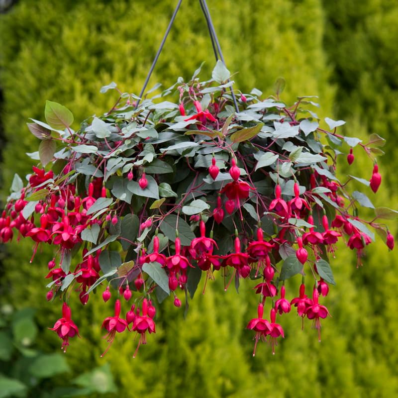 Red Fuchsia Plant Live in 5-Inch Pot, Hanging Basket Flower, Hardy Fuchsia Vine for Shade Gardens, USDA Zones 8-11