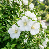 White Rose of Sharon Plant Live, Rose of Sharon Plant, Quart Pot, 6-10 Inches Tall, Soft Bloom, White Althea for Indoor Outdoor Growing