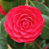 Camellia Plant Live for Outdoor Planting, Camellias Starter in 4'' Pot, Vibrant Ornamental Blooms, 8-12'' Tall (Red Camellia)