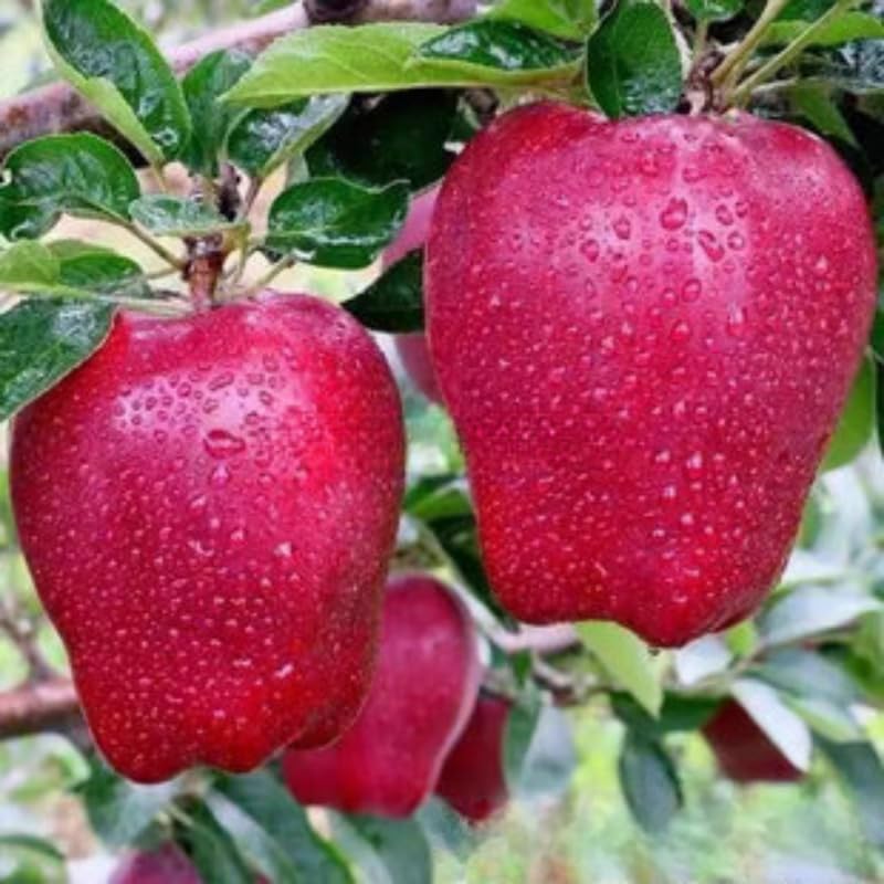 Red Apple Tree Live Plant, Cold Hardy Apple Fruit Plant Bare Root for Backyard Orchard, 2 to 3 Feet Tall