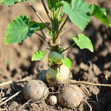 Set 48 Jicama Seeds, Jicama Plant, Vegetable Garden Seeds, Sweet Root for Outdoor Gardening