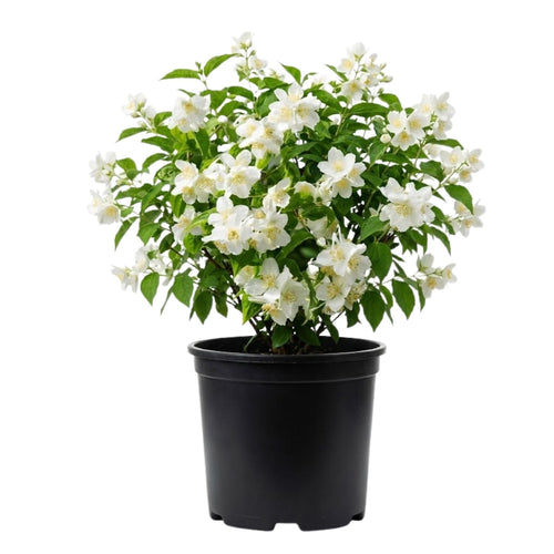 Mock Orange Live Plant 4 Inch Pot, 3-5" Tall, Mock Orange Flower Plant, White Fragrant Flowers Blooms for Garden