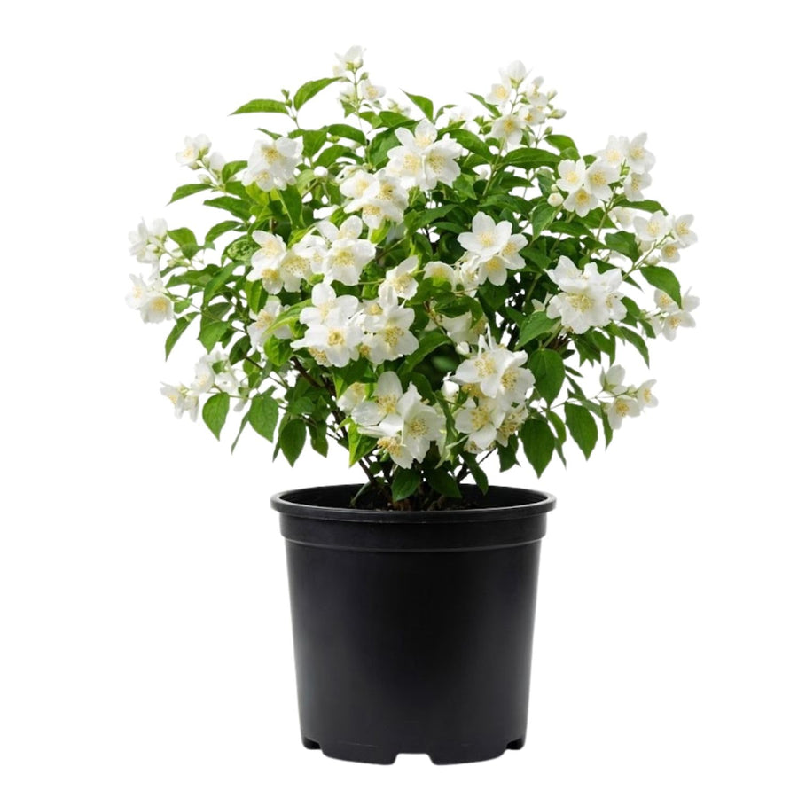 Mock Orange Live Plant 4 Inch Pot, 3-5" Tall, Mock Orange Flower Plant, White Fragrant Flowers Blooms for Garden