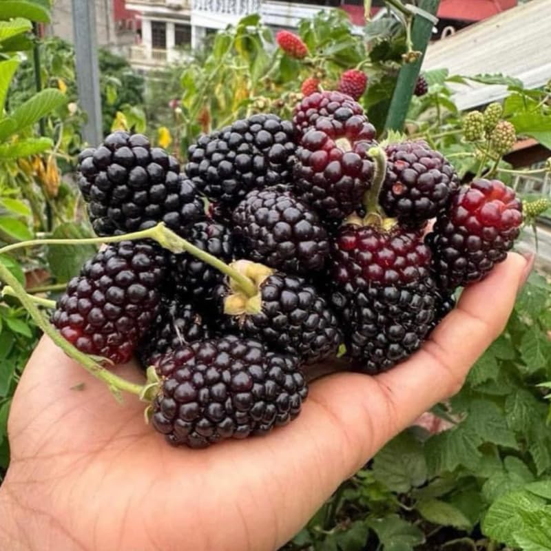 Set 2 Thornless BlackBerry Bushes Live Plants, Edible Blackberries Fruit Tree, 4-8 Inch, Outdoor and Container Growing - Navaho