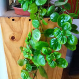 4 Green Swedish Ivy Plants Live House Plants, 4 to 6 Inc Tall Live Plant, Plectranthus Plant for Growing Outdoors Indoors