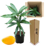 Sweet Mango Tree Live Plant in Pot, 12-16 Inches Mango Trees Seedlings Well Rooted, Fast-Growing