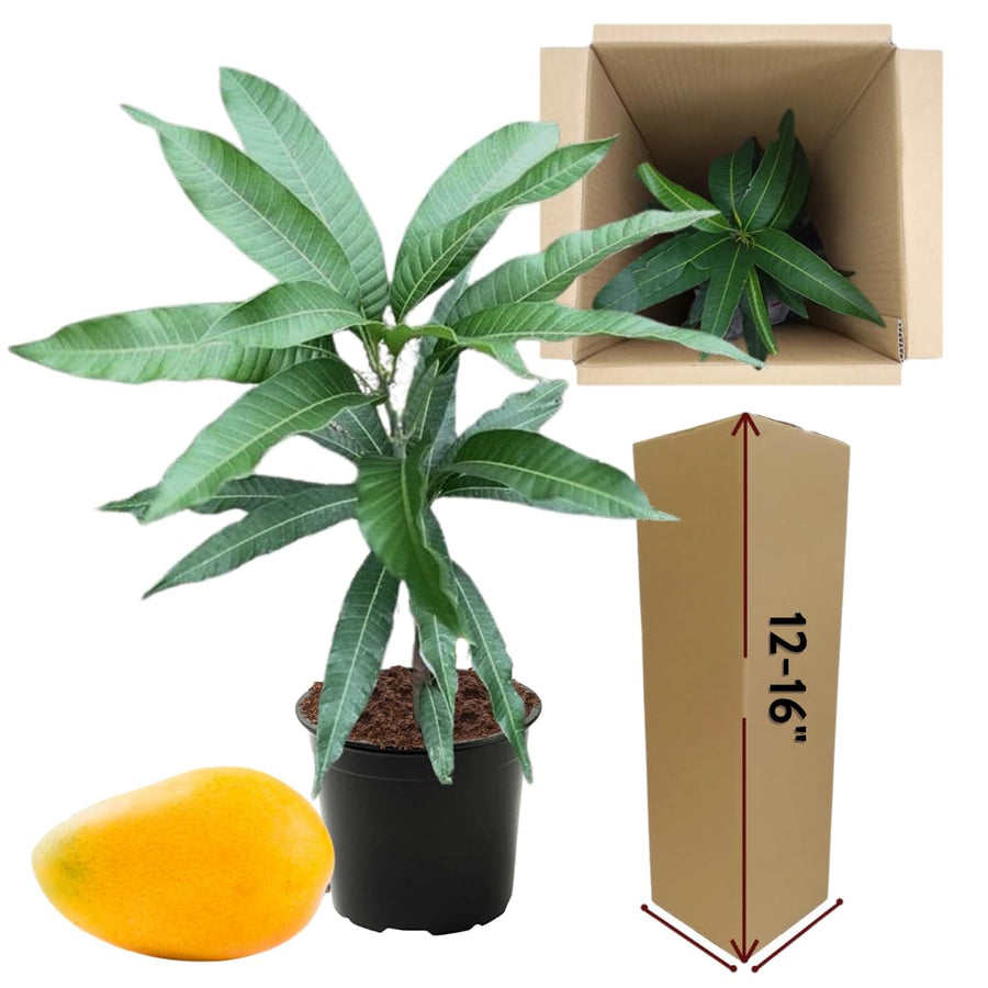 Sweet Mango Tree Live Plant in Pot, 12-16 Inches Mango Trees Seedlings Well Rooted, Fast-Growing