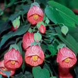 2 Abutilon Plants Live 5-8 Inches Tall - Abutilon Lantern Trailing Hanging Flower Vine Perfect for Enhancing Your Indoor Outdoor Garden (Pink)