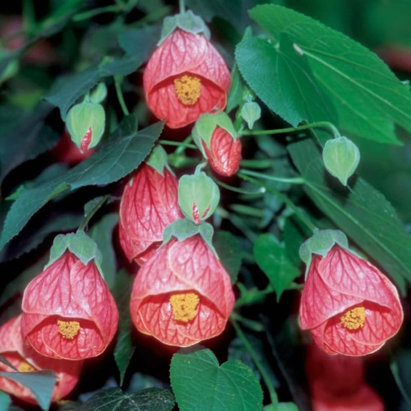 2 Abutilon Plants Live 5-8 Inches Tall - Abutilon Lantern Trailing Hanging Flower Vine Perfect for Enhancing Your Indoor Outdoor Garden (Pink)