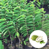 Soursop Tree Live Plant in 4" Pot, Tropical Annona Muricata Guanabana Seedling Size 5-8" in Tall, Zones 9-11, No CA