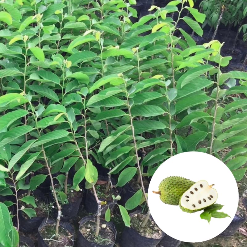 Soursop Tree Live Plant in 4" Pot, Tropical Annona Muricata Guanabana Seedling Size 5-8" in Tall, Zones 9-11, No CA