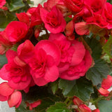 Red Begonia Live Plant, 3–6 Inch Tall, 4” Pot, Ornamental Foliage Begonia Plant, Colorful Indoor Houseplant for Home and Office Decor