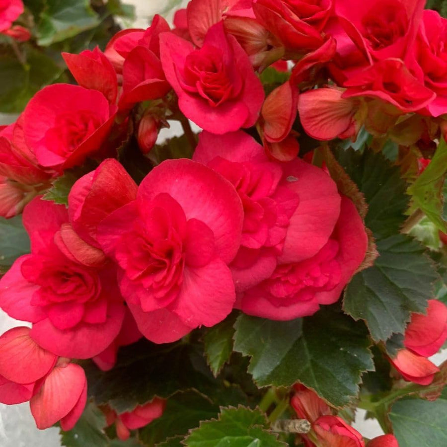Red Begonia Live Plant, 3–6 Inch Tall, 4” Pot, Ornamental Foliage Begonia Plant, Colorful Indoor Houseplant for Home and Office Decor