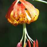 10 Turks Cap Lily Bulbs for Planting, Lily Bulbs Flower Gardening Indoor Outdoor