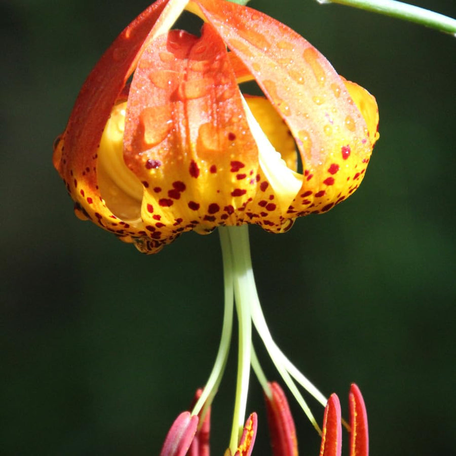 10 Turks Cap Lily Bulbs for Planting, Lily Bulbs Flower Gardening Indoor Outdoor