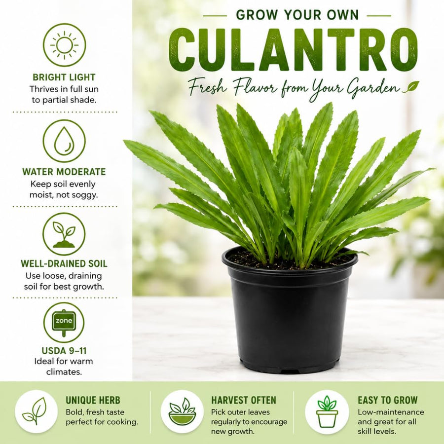 Culantro Herb Plant Live, Tropical Culantro Herb, 4 Inches Tall in 4 Inch Pot, Edible Plant for Home Garden