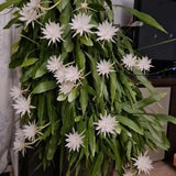 2 Queen of the Night Live Plant in 4 Inch Pot, Orchid Cactus Seedling, 3-6 Inches Tall, Night Blooming Flower Plant