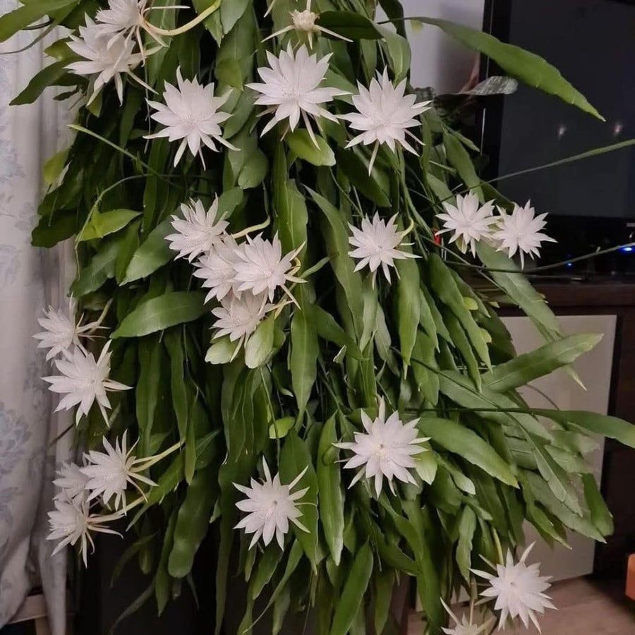 2 Queen of the Night Live Plant in 4 Inch Pot, Orchid Cactus Seedling, 3-6 Inches Tall, Night Blooming Flower Plant
