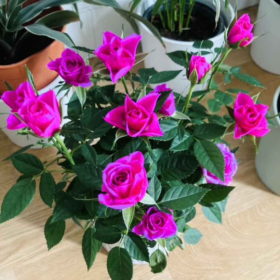Miniature Rose Plant, Live 3.5” Potted Rose, Compact, Colorful Flowering Rose Bush for Indoor Outdoor Gardens (Magenta)