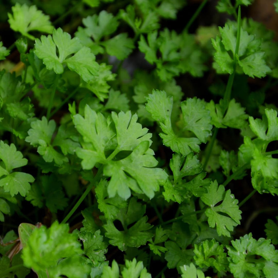 Pack 500 Parsley Seeds for Planting, Culinary Herb Seeds, Suitable for Indoor or Outdoor Growing