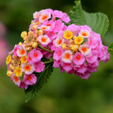 2 Trailing Lantana Plants Live for Indoor Outdoor, 6-9 Inch Tall, Live Lantana Flowers Home Garden (Pink Lantana)