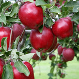 2 Apple Trees Live Plants Bareroots 1.5-2 Feet Tall, Apple Plant Live for Planting, Live Apple Tree Plant, Sweet Apple Fruit Tree (Red Delicious Apple)