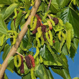 Pakistan Mulberry Plant Live 10-12 Inch Tall, Long Mulberry Fruit Tree Live Plant, Sweet Mulberries Tree
