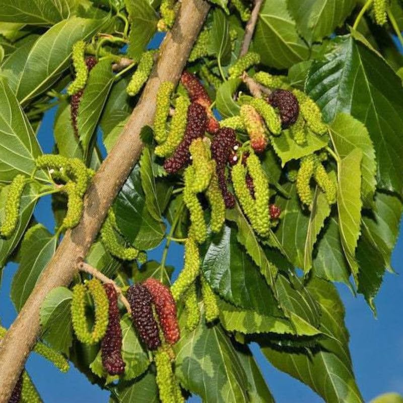 Pakistan Mulberry Plant Live 10-12 Inch Tall, Long Mulberry Fruit Tree Live Plant, Sweet Mulberries Tree