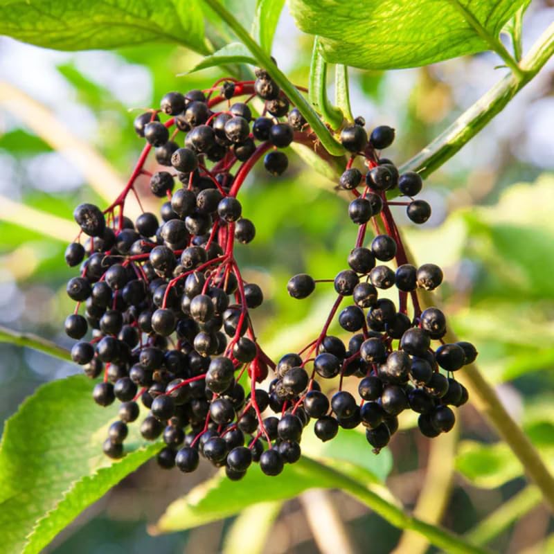 3 American Elderberry Trees Live Plant for Planting, Black Elderberry Bush Live Plants, Bareroots 6-12 Inc Tall, Sambucus Canadensis Elderberry Plant Live, Elderberries Fruit Tree