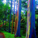 Rainbow Eucalyptus Plant Live, Eucalyptus Live Plants, in 2.5" Pot, Well-Rooted Starter Plants for Indoor Outdoor Growing