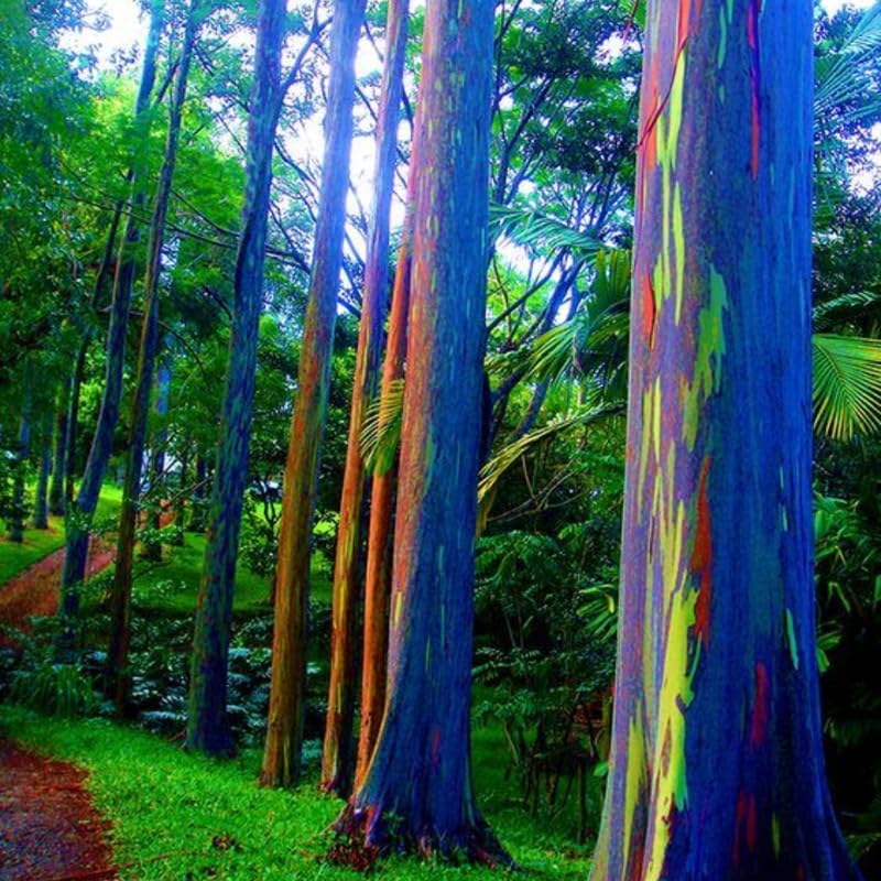 Rainbow Eucalyptus Plant Live, Eucalyptus Live Plants, in 2.5" Pot, Well-Rooted Starter Plants for Indoor Outdoor Growing