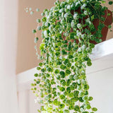 Peperomia String of Turtles Plant Live, Trailing Indoor Succulent, 6 Inch Pot, Easy Care Houseplant
