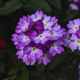 2 Lavender Verbena Plants Live for Planting, Colorful Blooming Flower Plant, Verbena Live Plants, 5 to 7 Inc Tall