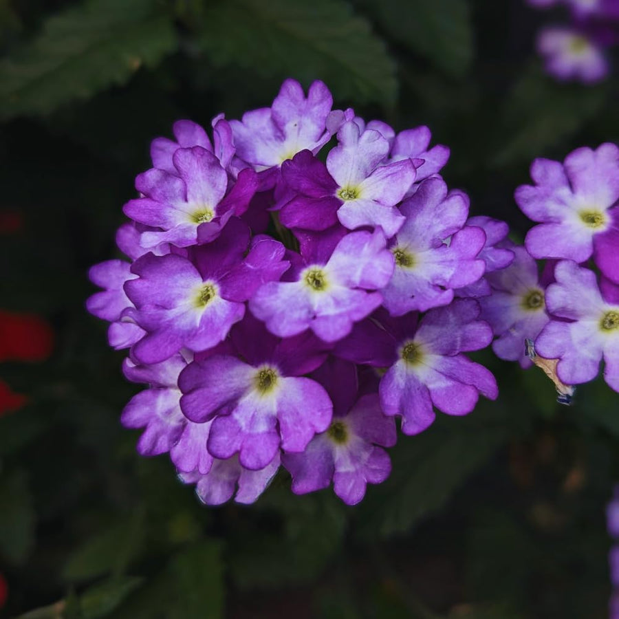 2 Lavender Verbena Plants Live for Planting, Colorful Blooming Flower Plant, Verbena Live Plants, 5 to 7 Inc Tall