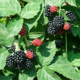 Live Blackberries Plant, 3 Ft Tall Black Berry Bush for Planting, Well Rooted Fruit Plant in Pot