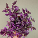 4 Purple Wandering Jew Plants, Live Indoor Plant 3-5 Inches, Colorful Trailing Tradescantia for Home, Office and Hanging Baskets