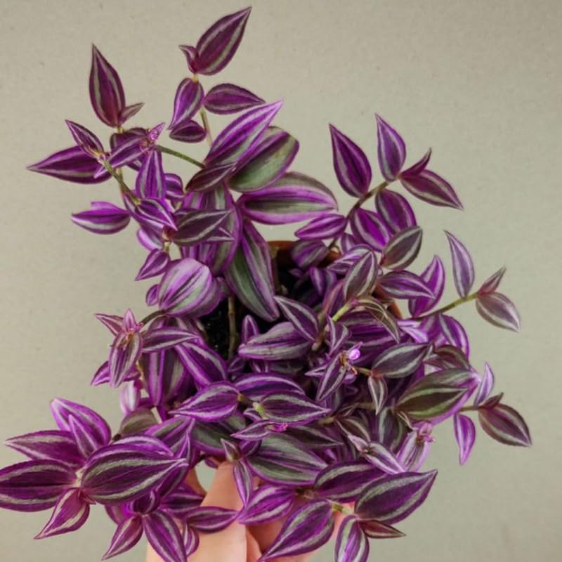 4 Wandering Jew Plants, Live Indoor Plant 3-5 Inches, Colorful Trailing Tradescantia for Home, Office and Hanging Baskets