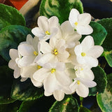 White African Violets Live Plants House Plants in 4" Pot, Vibrant Blooms for Indoor Décor, Home or Office, Easy to Grow