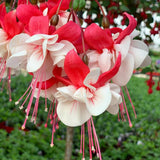 Pink White Fuchsia Plant Live in 5-Inch Pot, Hanging Basket Flower, Hardy Fuchsia Vine for Shade Gardens, USDA Zones 8-11