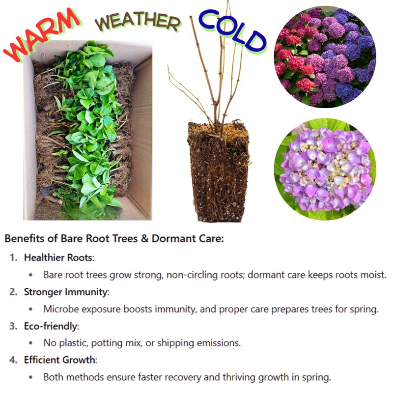 Hydrangea Tree Live Plant, Change Color, Vibrant Blooms, Outdoor Growing, Hardy and Ready to Plant, 6-12" in Tall (Pink to Red White Oakleaf)